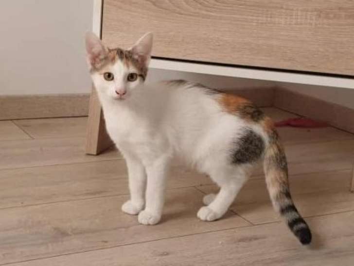 Amira, chatonne à adopter