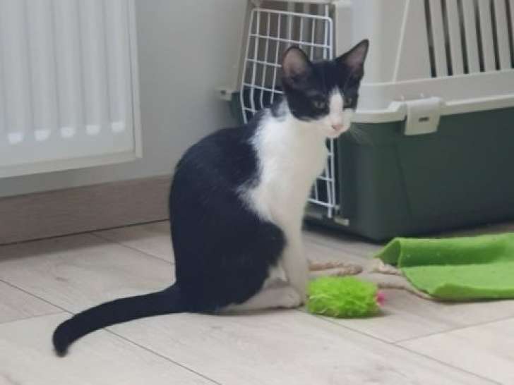 Annwyn, chatonne noir et blanc à adopter