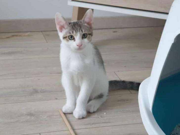 Aslan, chaton à adopter