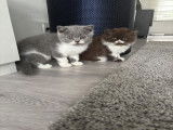 Magnifique chaton British Shorthair à vendre