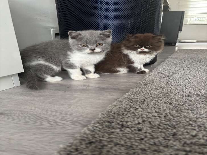 Magnifique chaton British Shorthair à vendre
