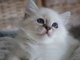 Chatons Sacré de Birmanie LOOF à vendre