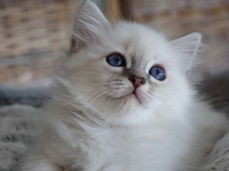 Chatons Sacré de Birmanie LOOF à vendre