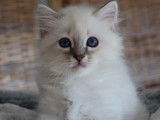 Chatons Sacré de Birmanie LOOF à vendre