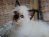 Chatons Sacré de Birmanie LOOF à vendre