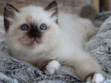 Chatons Sacré de Birmanie LOOF à vendre
