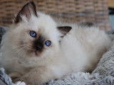 Chatons Sacré de Birmanie LOOF à vendre