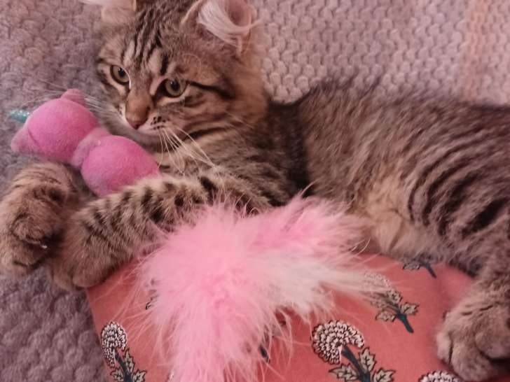 Chaton Sibérien très câlin à vendre