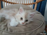 Chaton Maine Coon PP crème smoke et blanc à vendre