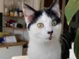 À adopter : chat d'un an