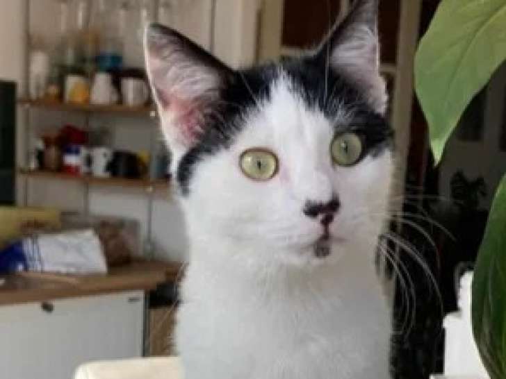 À adopter : chat d'un an