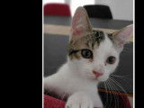 Disponible à l'adoption : chatonne de 3 mois