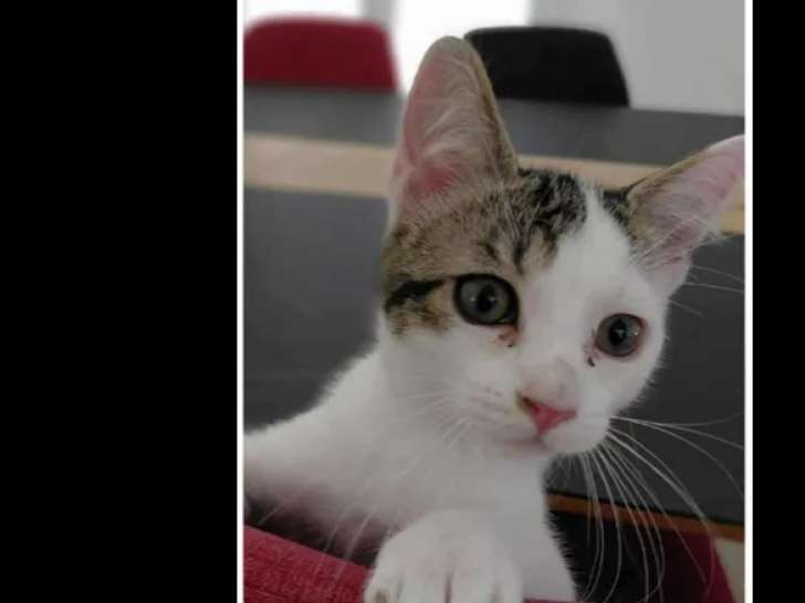 Disponible à l'adoption : chatonne de 3 mois