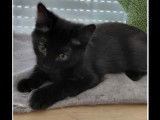 En attente d'adoption : chaton mâle noir