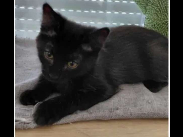 En attente d'adoption : chaton mâle noir