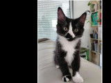 Prêt pour l’adoption ; chaton mâle noir et blanc