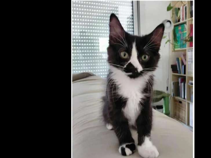 Prêt pour l’adoption ; chaton mâle noir et blanc