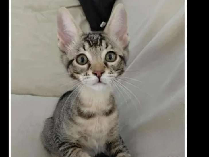 En attente d’un foyer : chaton mâle âgé de 3 mois
