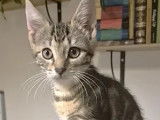 À accueillir : chaton femelle tigré