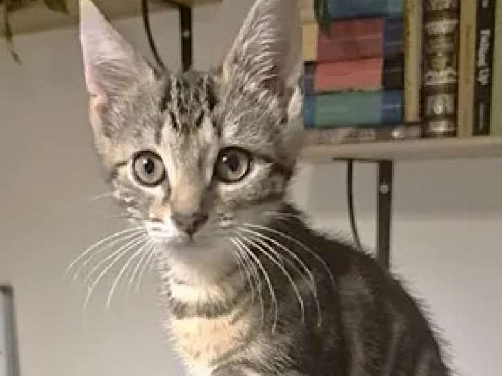 À accueillir : chaton femelle tigré
