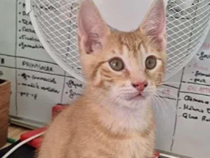 En quête d’un foyer : chaton mâle tigré roux