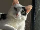 Adoption disponible : chatte de 3 ans