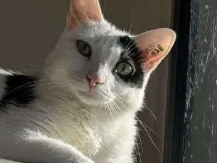 Adoption disponible : chatte de 3 ans