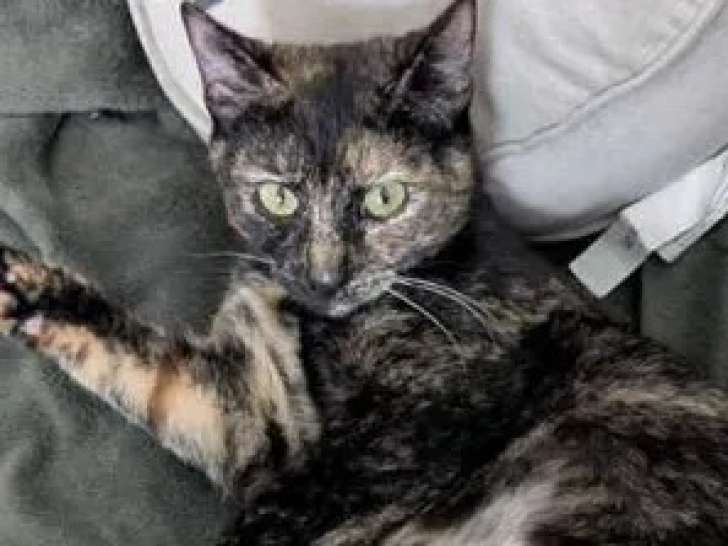 À la recherche d’une famille : chatte d'un an