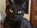 Chat de 3 ans à adopter