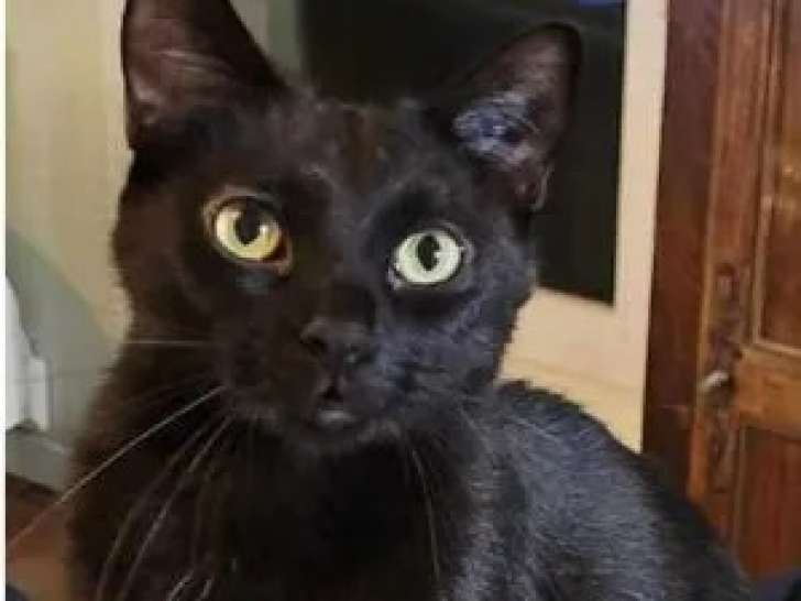 Chat de 3 ans à adopter