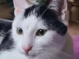 Chat d’un an disponible à l'adoption