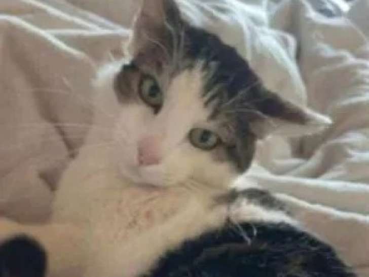 Chat tigré en attente d'adoption