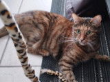 Chatte de 3 ans prête pour l’adoption