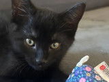 Chaton mâle noir à accueillir