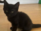 Chaton mâle noir à accueillir