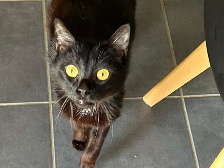 Asta, chat noir à adopter