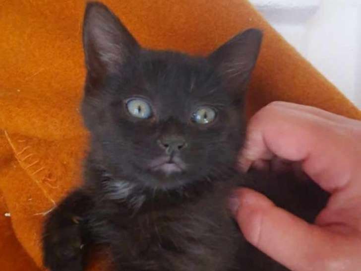 Loustic, chaton noir à adopter