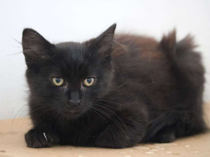 Arès, chaton noir à adopter