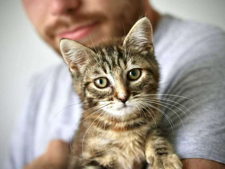 Artemis, chatonne tigrée à adopter