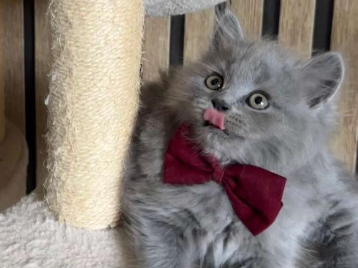 Chatons British Longhair à vendre