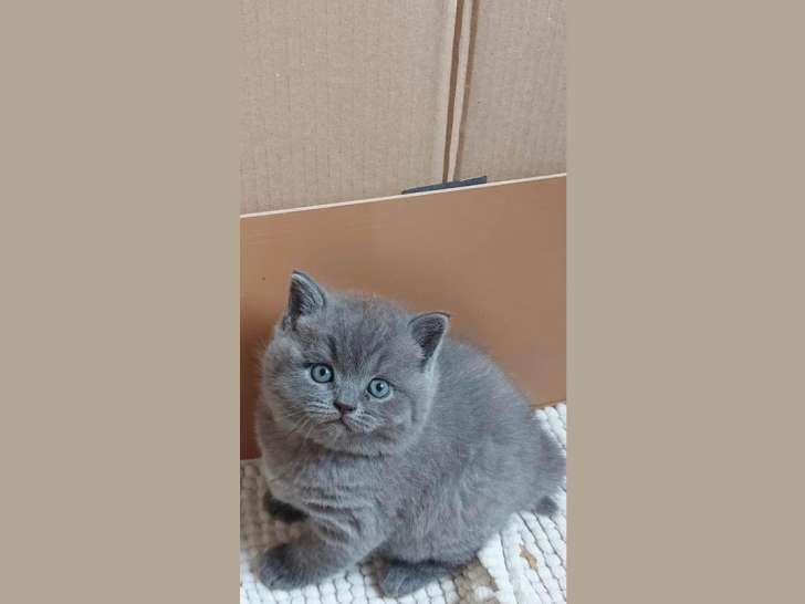 Chatons British shortair à vendre