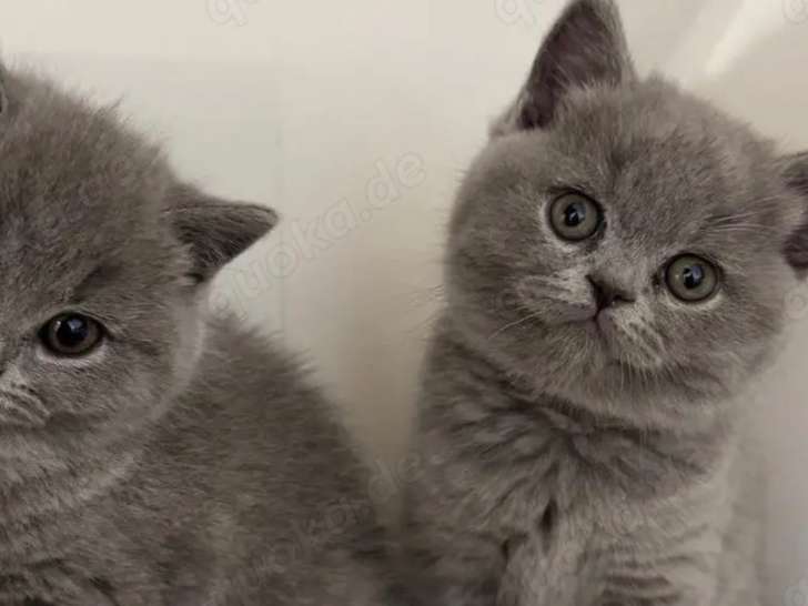 Chatons British shortair à vendre