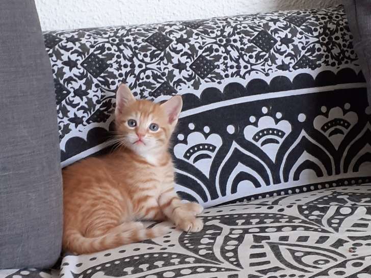 Aslan, chaton roux à adopter