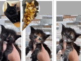 Chaton Maine Coon loof