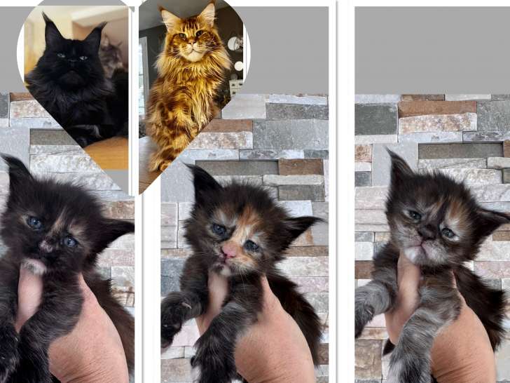 Chaton Maine Coon loof