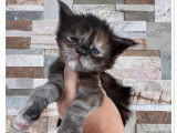 Chaton Maine Coon loof