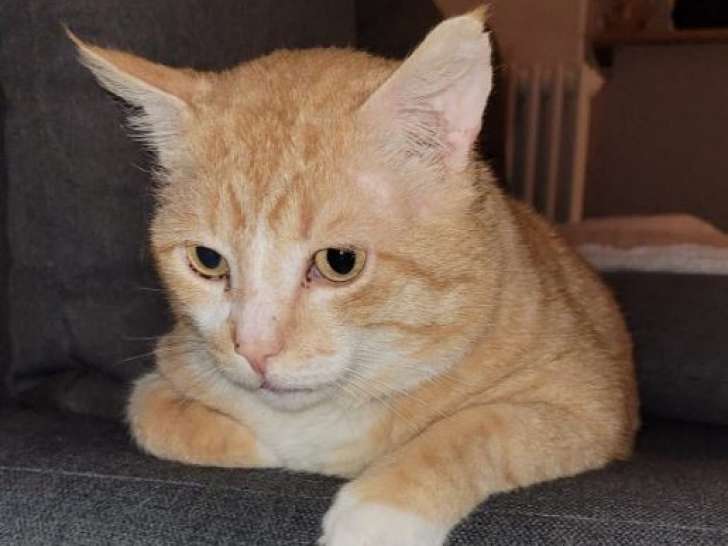 Le doux Zola, chat roux à adopter
