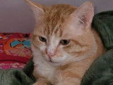 Le doux Zola, chat roux à adopter