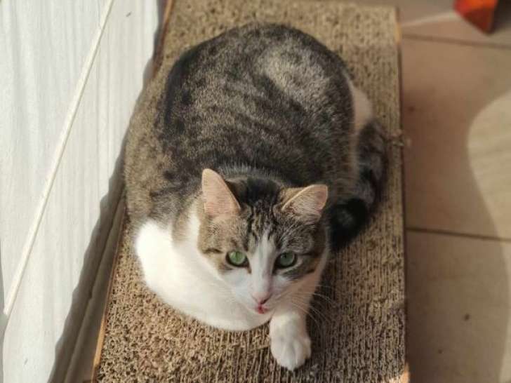 La belle Zoé, chatte blanc et tigré à adopter