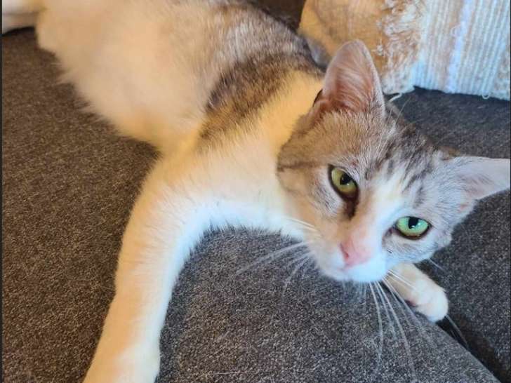 William, jeune chat tranquille à adopter